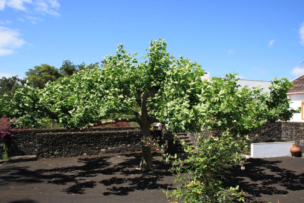 Quinta De Sao Caetano - Sao Miguel Acores Populo  외부 사진